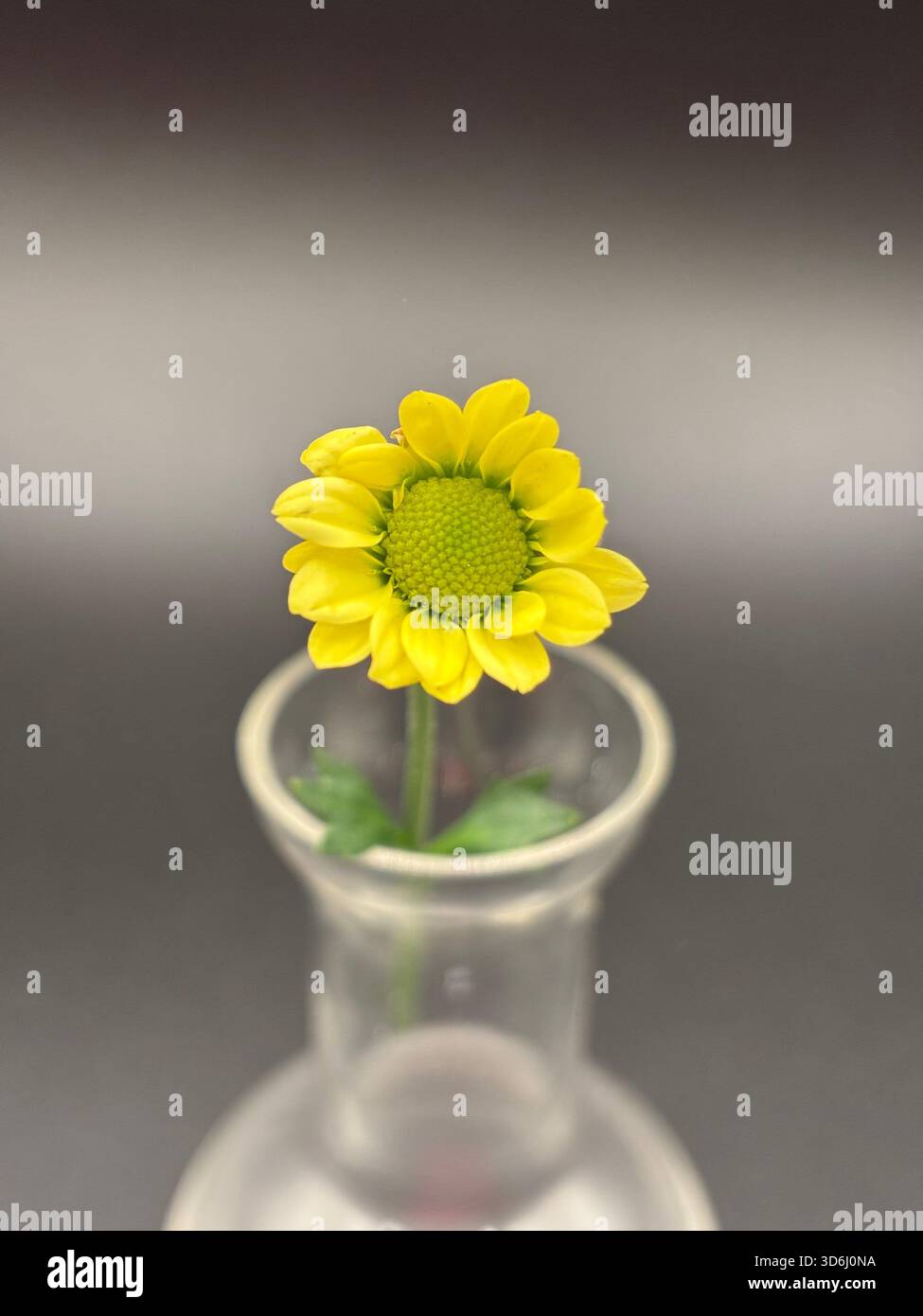 Nature's wisdom echoed in every bloom.  A vibrant yellow dainty daisy is in full focus against a black background. - Smartphone Captured Stock Image