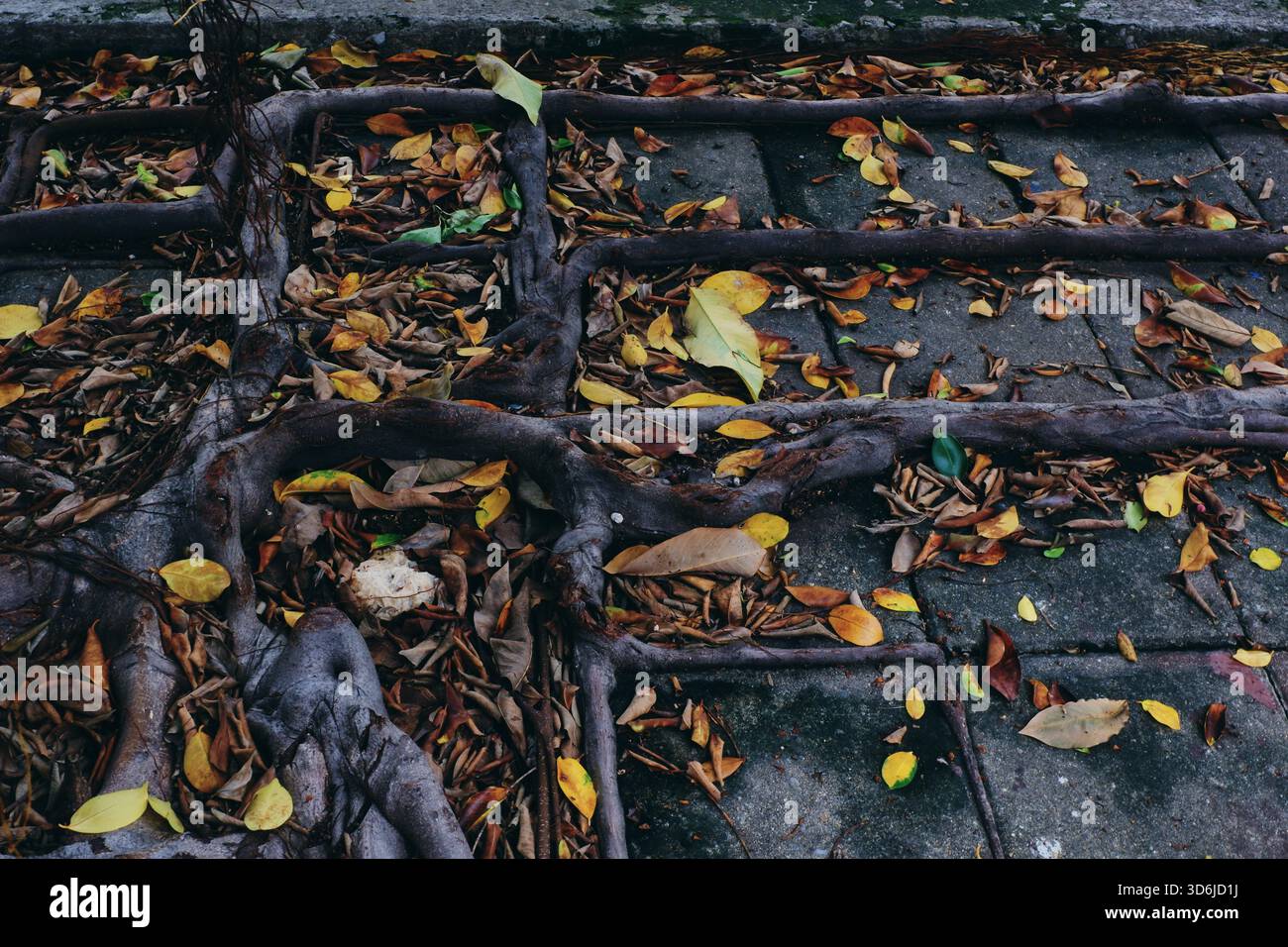 Thick roots grow in organized shapes on the ground, weaving a ...