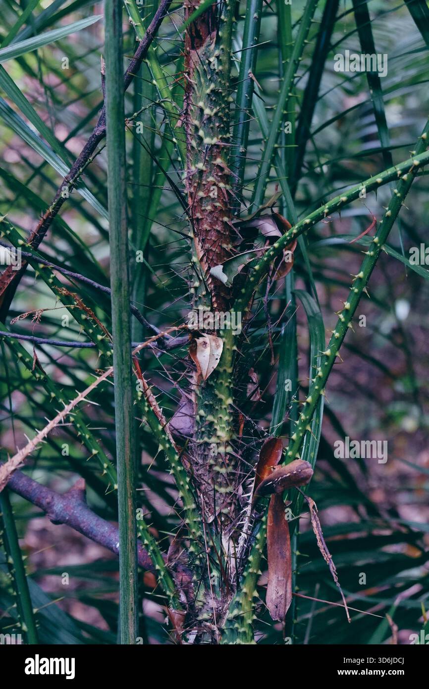 A close-up of rattan palms (Calamus) shows their spiny canes and sharp ...