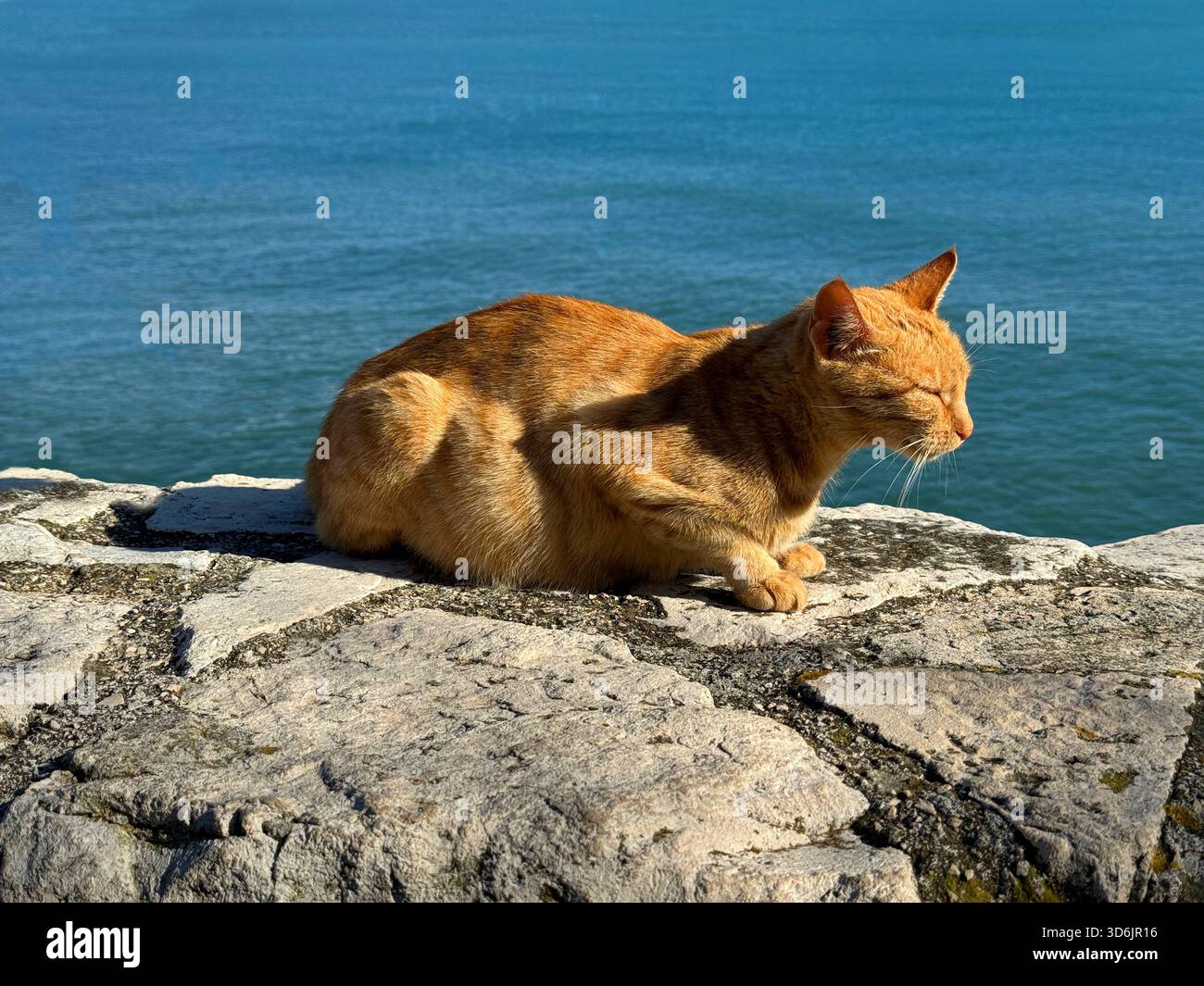 Ginger cat relaxing on sea shore Stock Photo