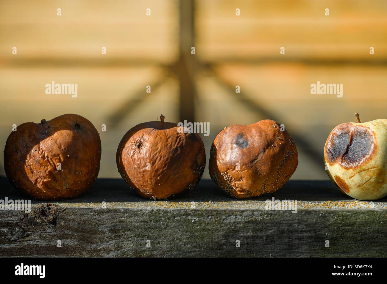 Decaying apples on a aged rustic wooden table still life spoiled fruits ...
