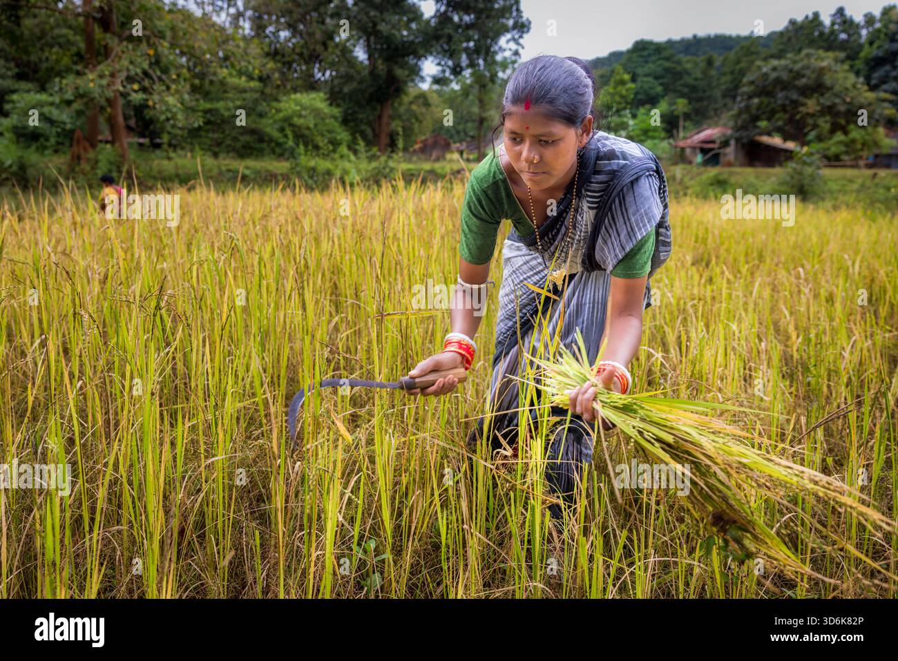 Woman rice farmer harvesting hi-res stock photography and images - Alamy