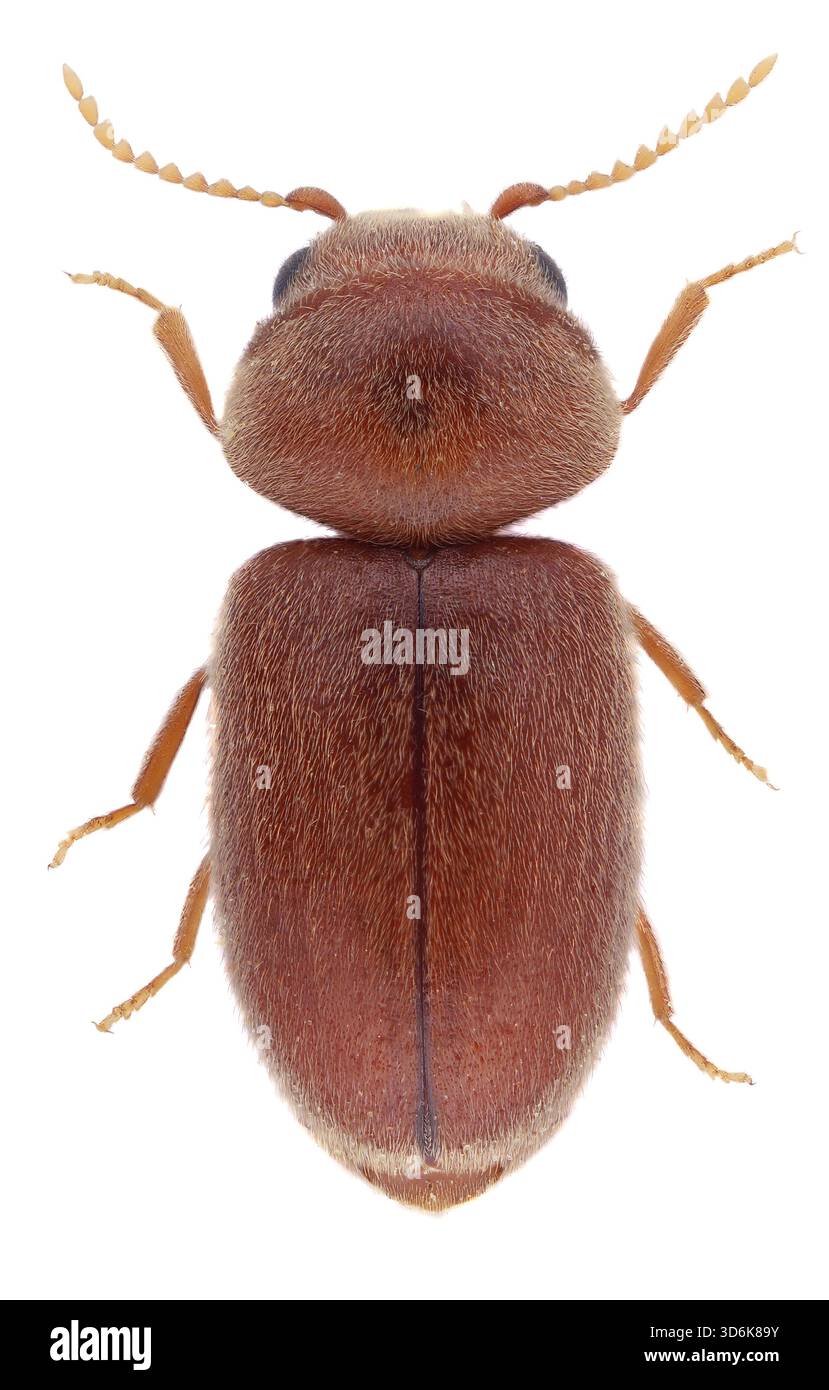 cigarette beetle lasioderma serricorne Tobacco beetle lasioderma serricorne storage hi-res stock photography and  images