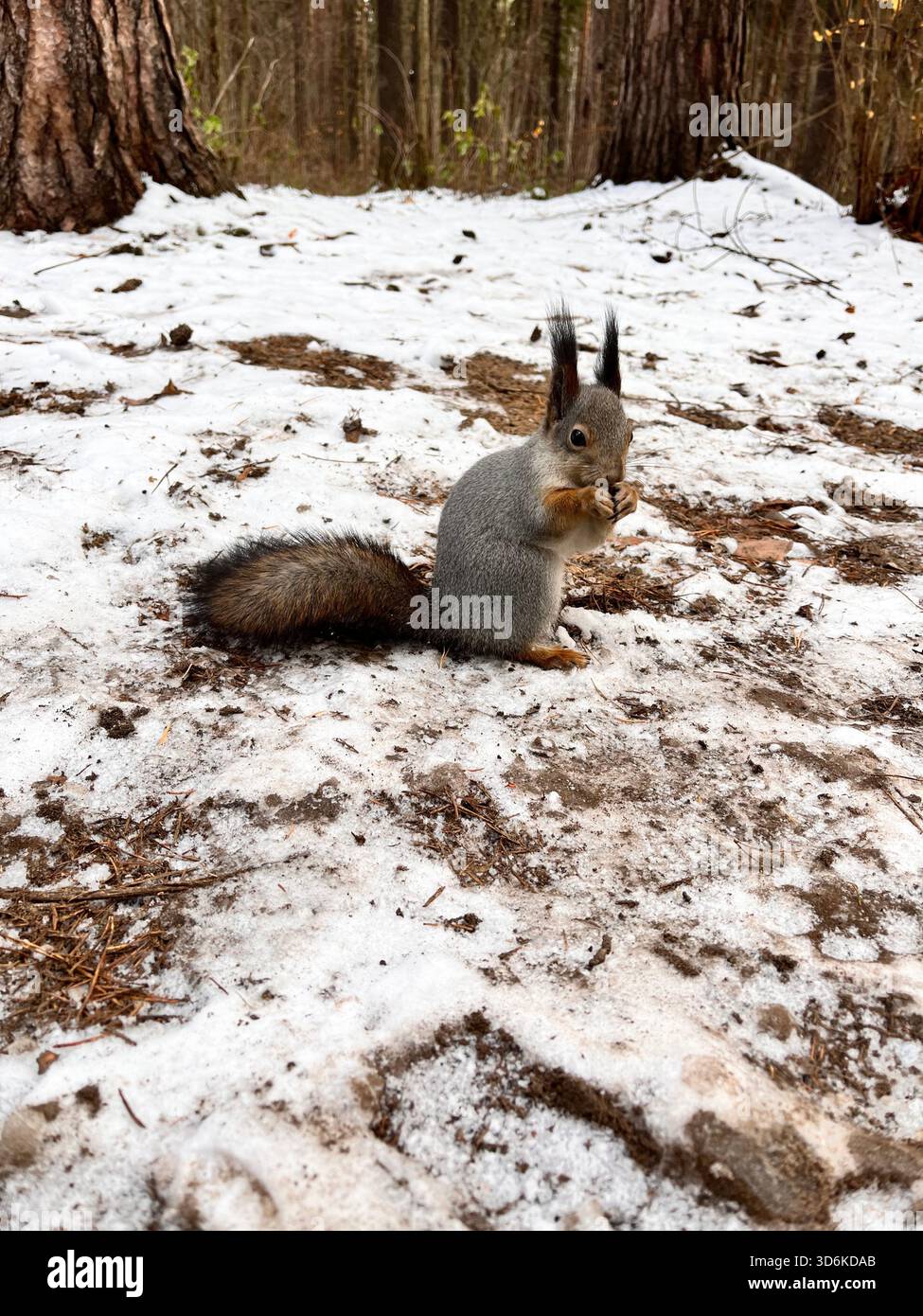 A charming red squirrel with a fluffy grey and russet coat.The background reveals a quiet forest, creating a cozy, natural scene - Smartphone Captured Stock Image