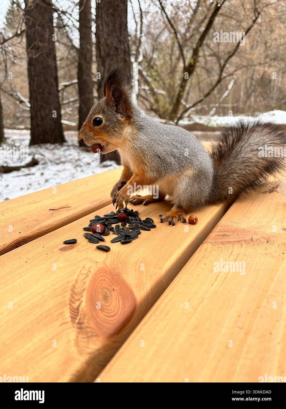 A charming red squirrel (Sciurus Vulgaris) with a fluffy grey and russet coat.The background reveals a quiet forest, creating a cozy, natural scene - Smartphone Captured Stock Image