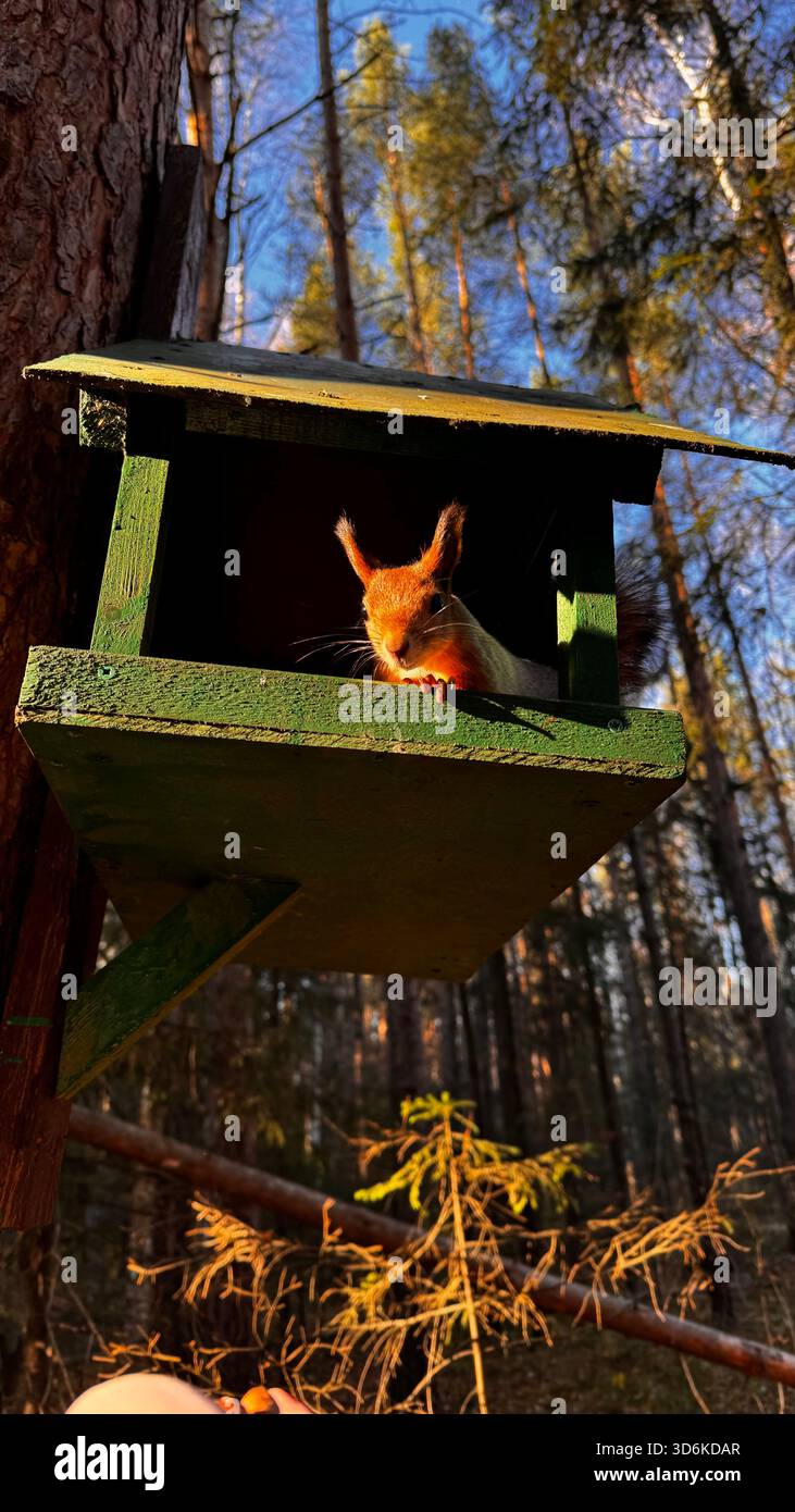 A charming red squirrel (Sciurus Vulgaris) with a fluffy grey and russet coat.The background reveals a quiet forest, creating a cozy, natural scene - Smartphone Captured Stock Image