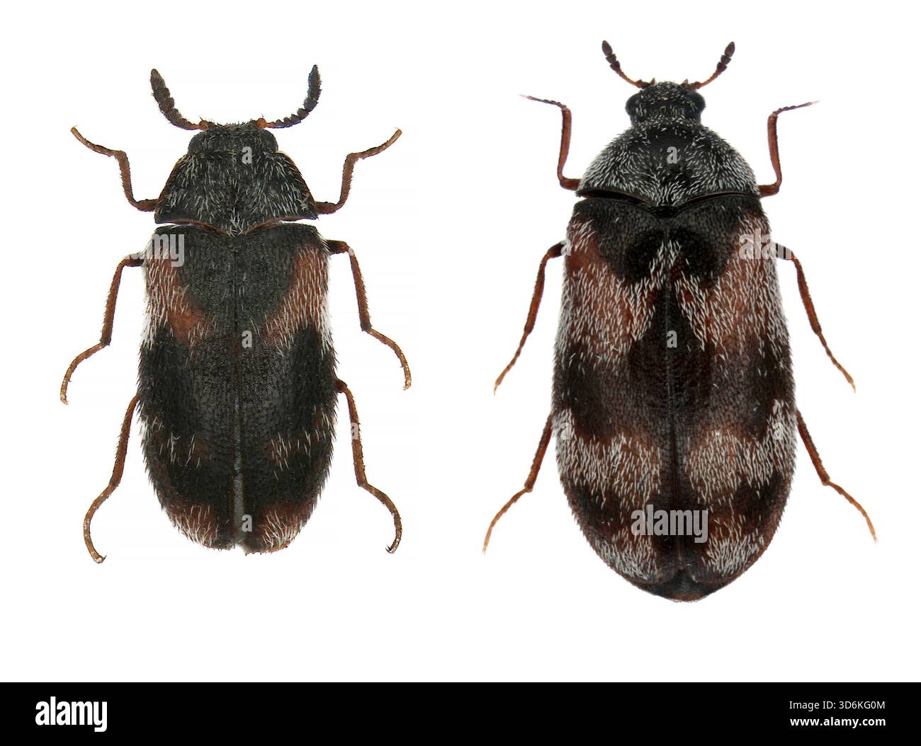 Dermistid beetle hi-res stock photography and images - Alamy