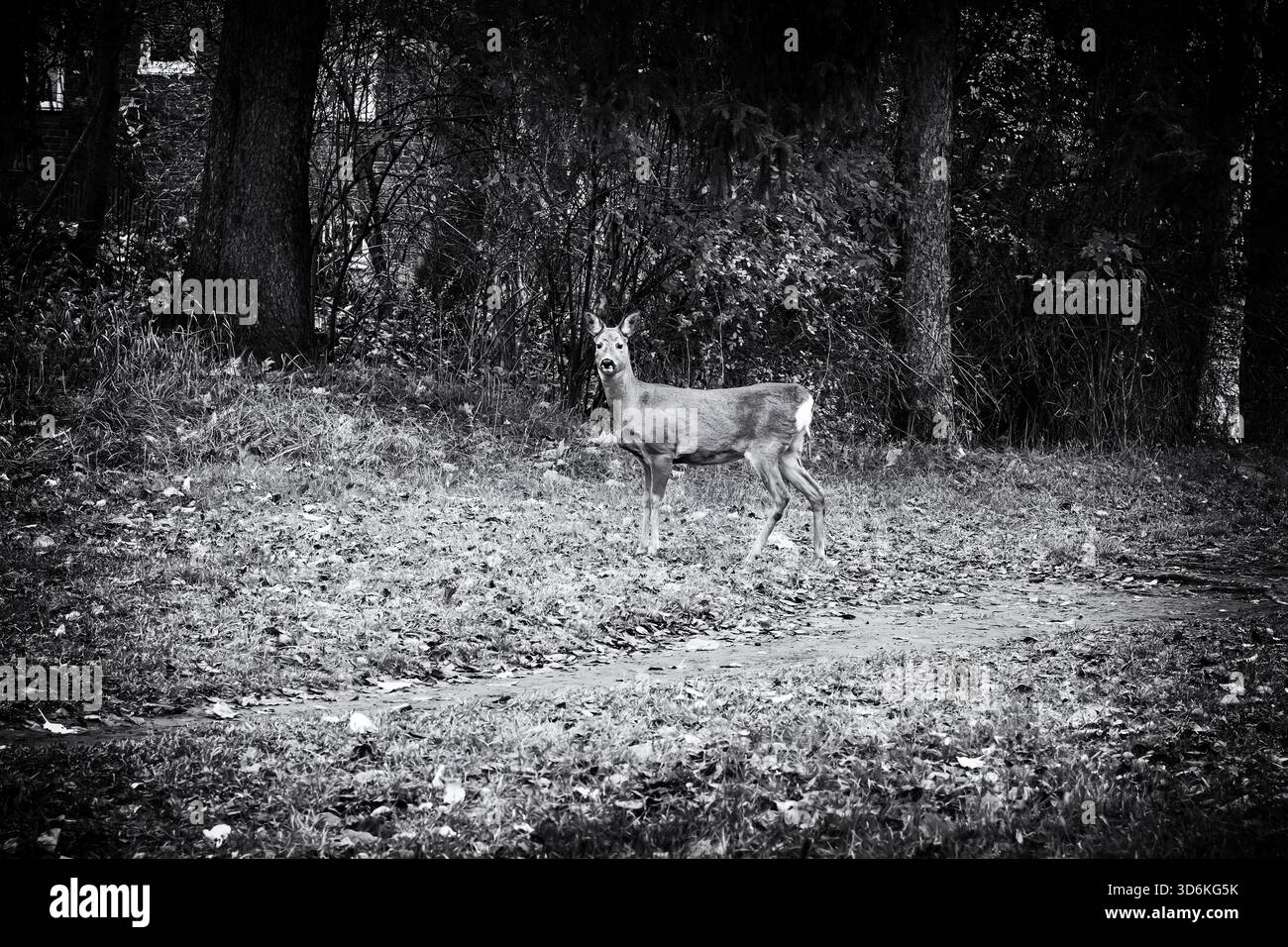 Rough black and white image of a deer standing in a park in the suburbs ...