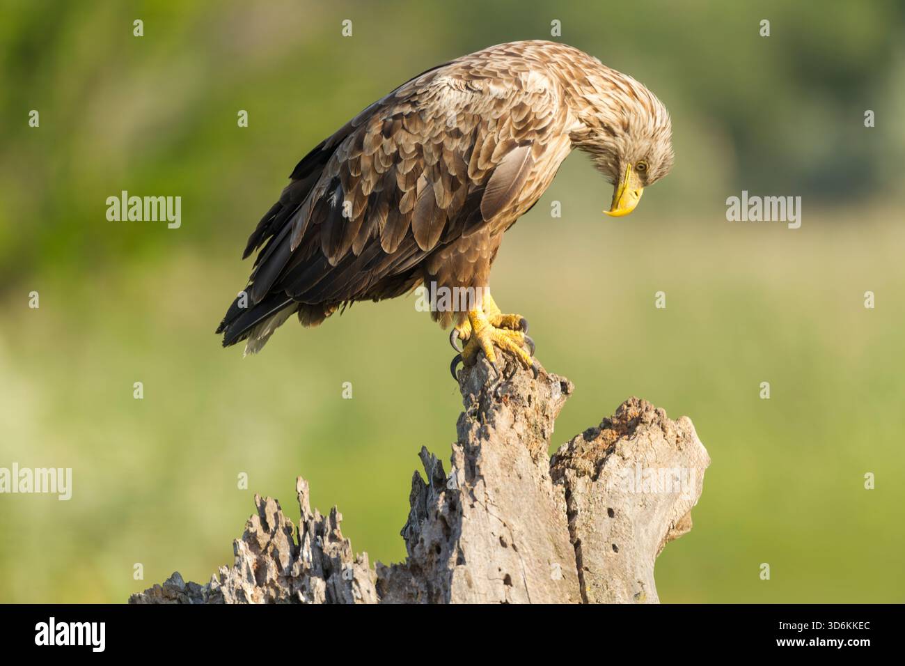 White-tailed eagle (Haliaeetus albicilla) male perched on a rotting tree stump, side view with head lowered and looking down against a mottled green b - Stock Image