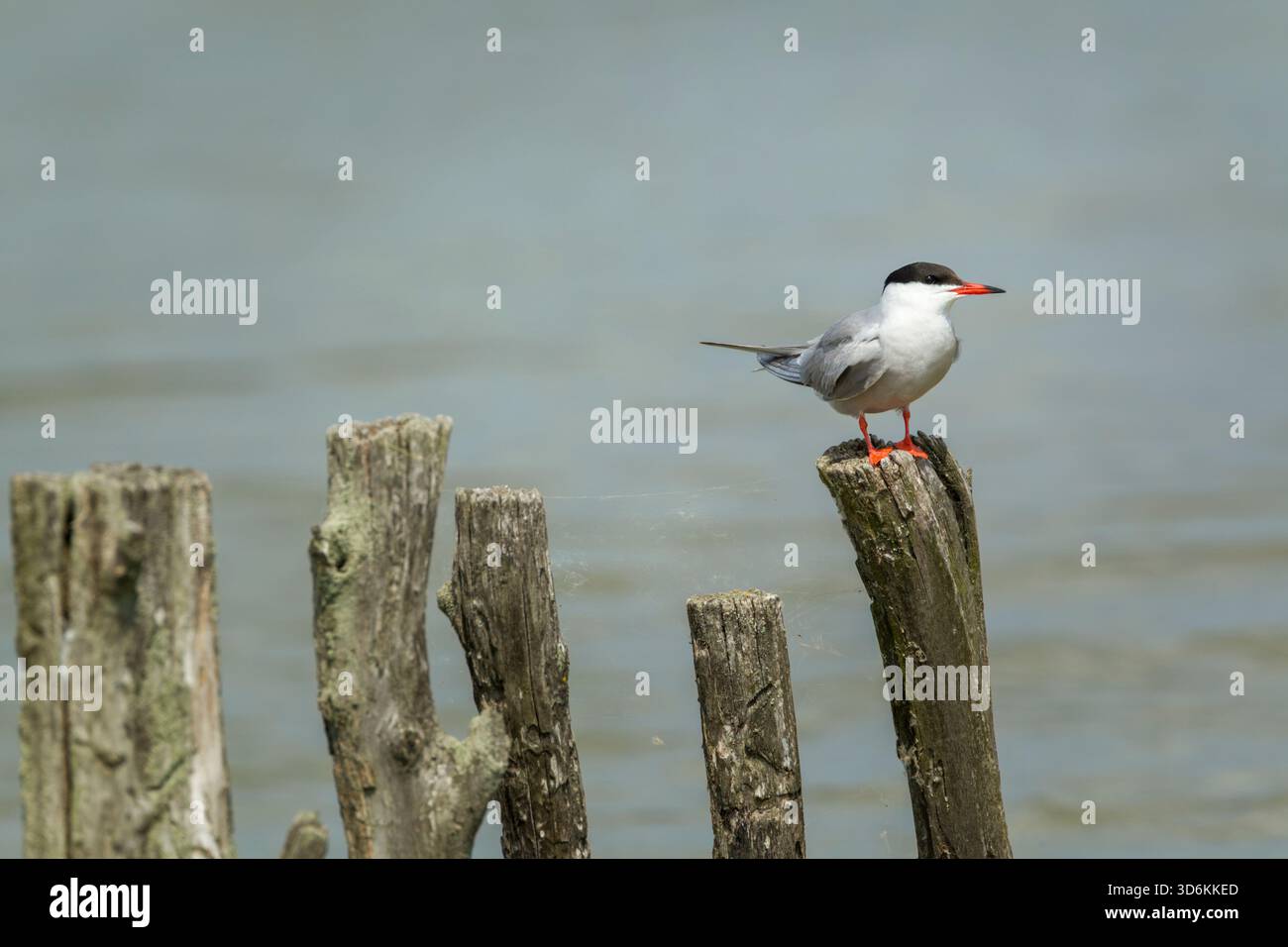 Common tern (Sterna hirundo) perched on an old wooden post with cobwebs in bright light and set against blue/grey water - Stock Image