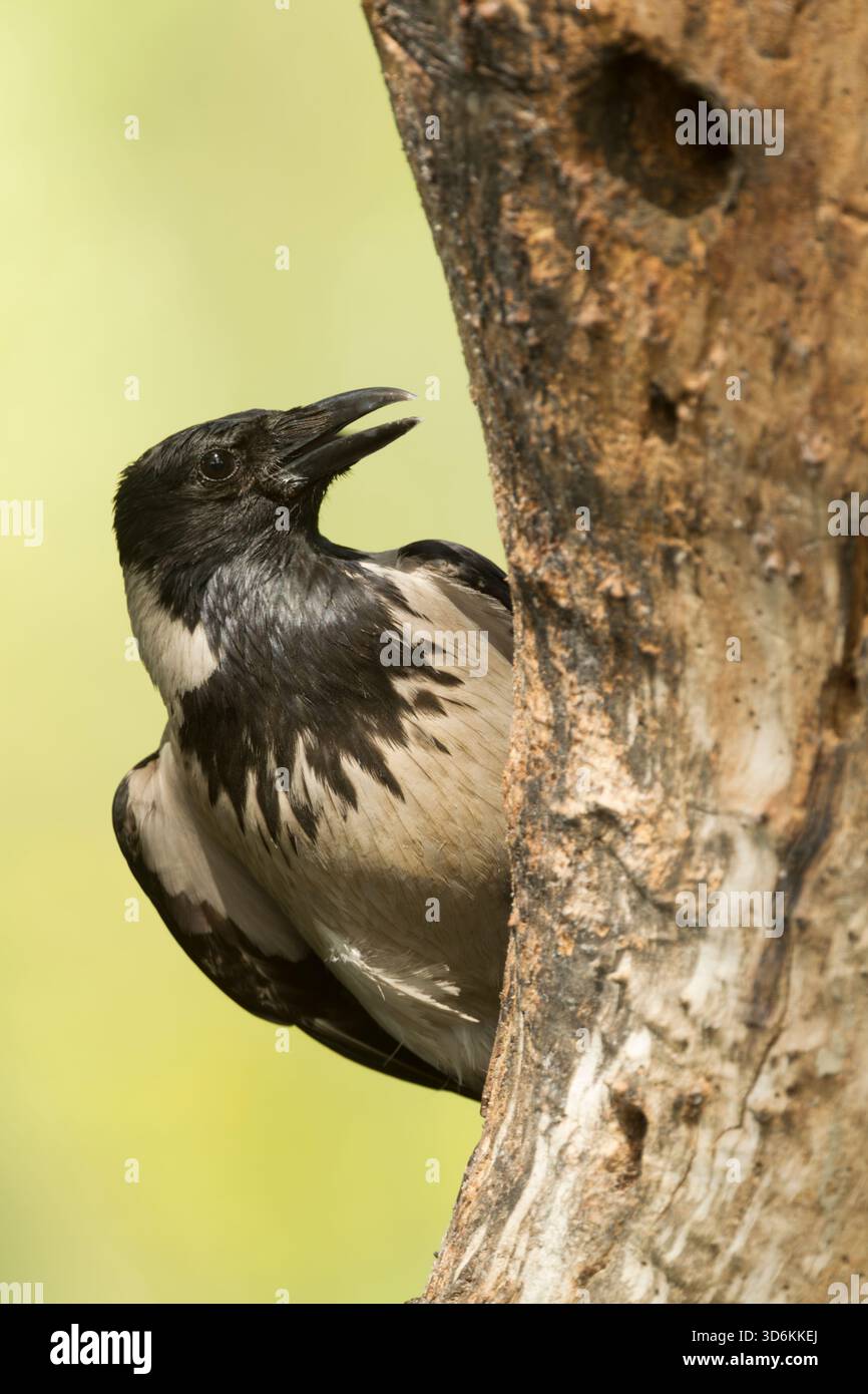hooded crow (Corvus cornix) also called scald-crow or hoodie, exploring a tree trunk with a nest hole - Stock Image