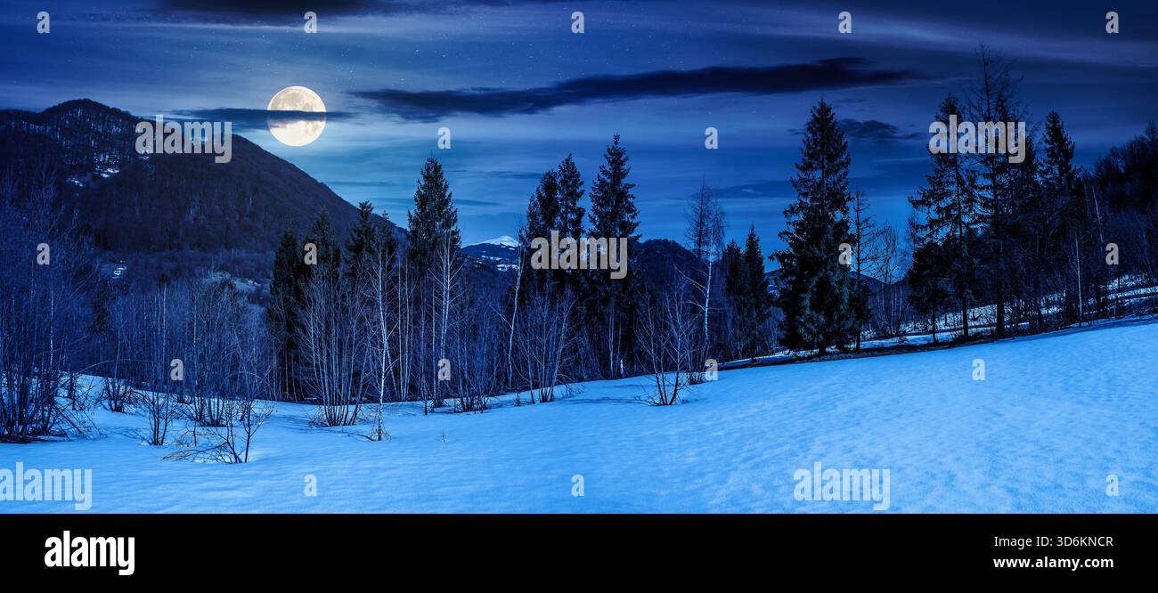 snow covered slope with forest in springtime at night. beautiful panorama of mountainous countryside landscape in full moon light. birch and spruce tr Stock Photo