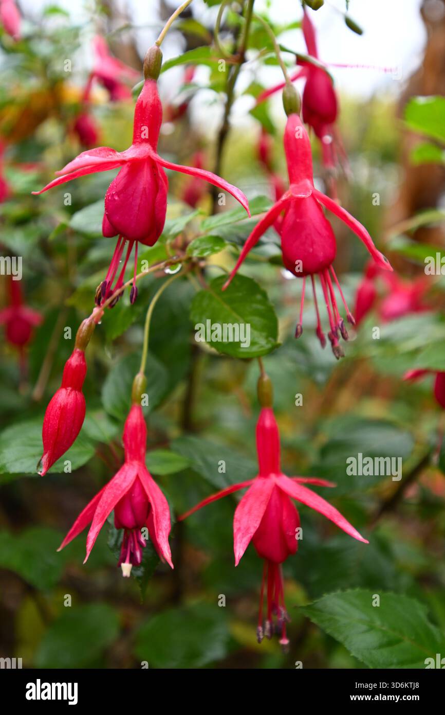 Fuchsia rufus the red hi-res stock photography and images - Alamy