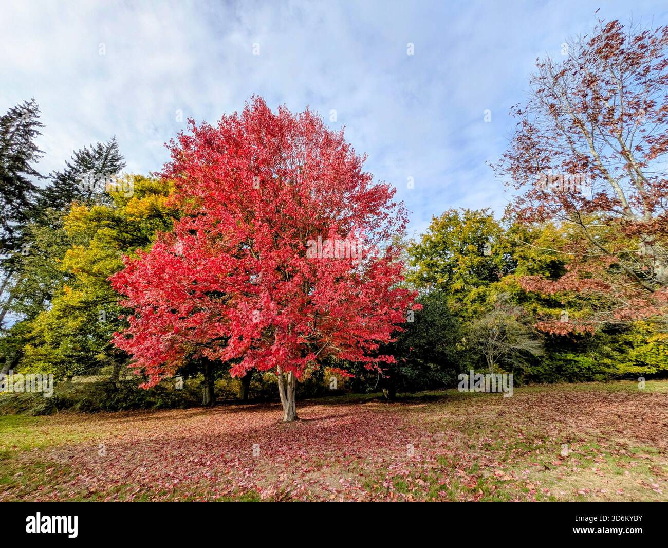 Beautiful, vibrant ACER RUBRUM, October Glory - Smartphone Captured Stock Image
