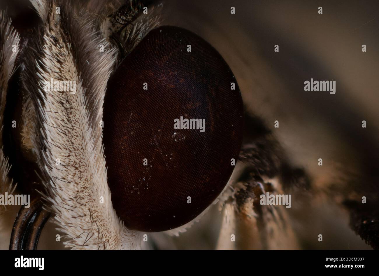 Extreme macro close-up of a moth's compound eye showing fine scales, hairs and ommatidia Stock Photo