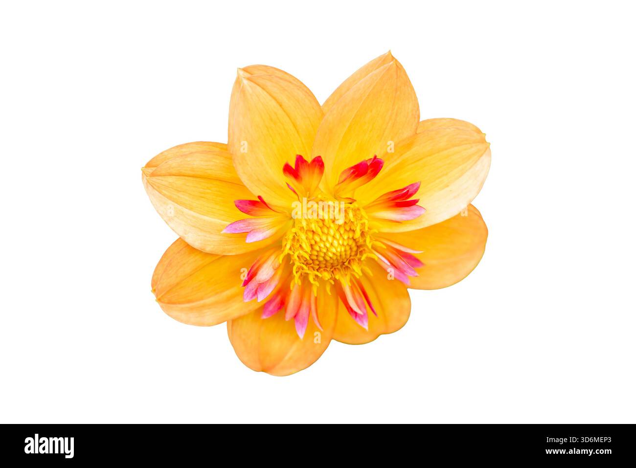 Garden border autumn winter Cut Out Stock Images & Pictures - Alamy