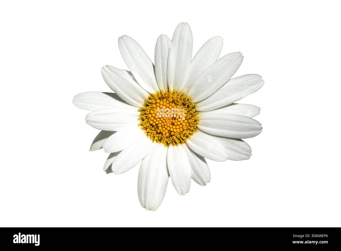 Garden border autumn winter Cut Out Stock Images & Pictures - Alamy