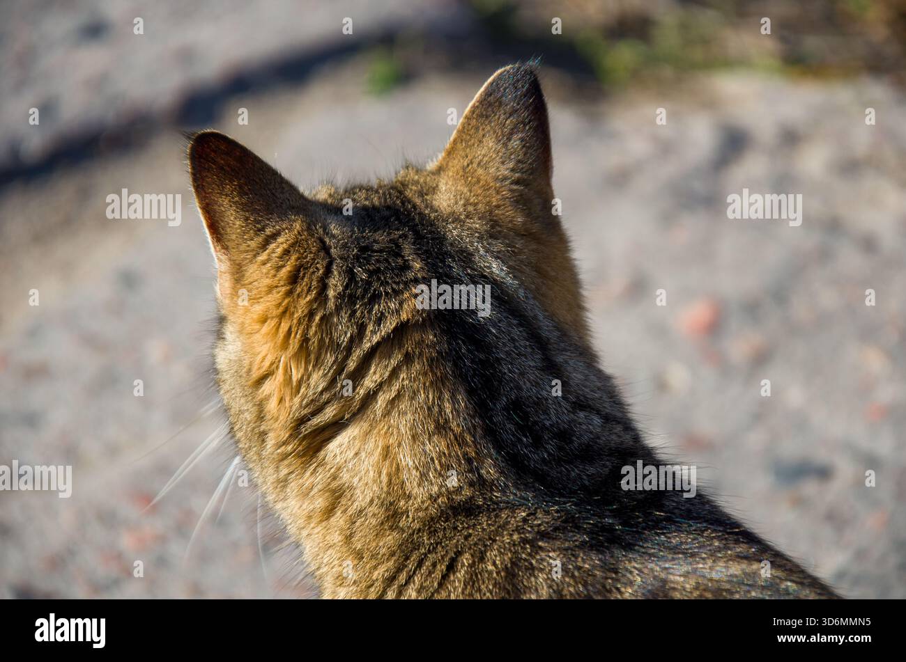 Cat back view hi-res stock photography and images - Page 3 - Alamy