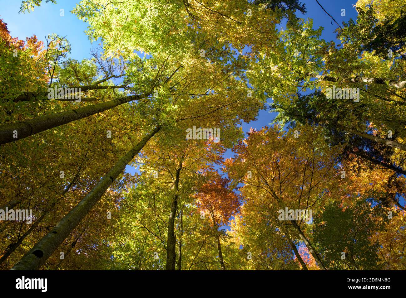 Vibrant Autumn Beech Tree Canopies Viewed from Below Against Bright ...