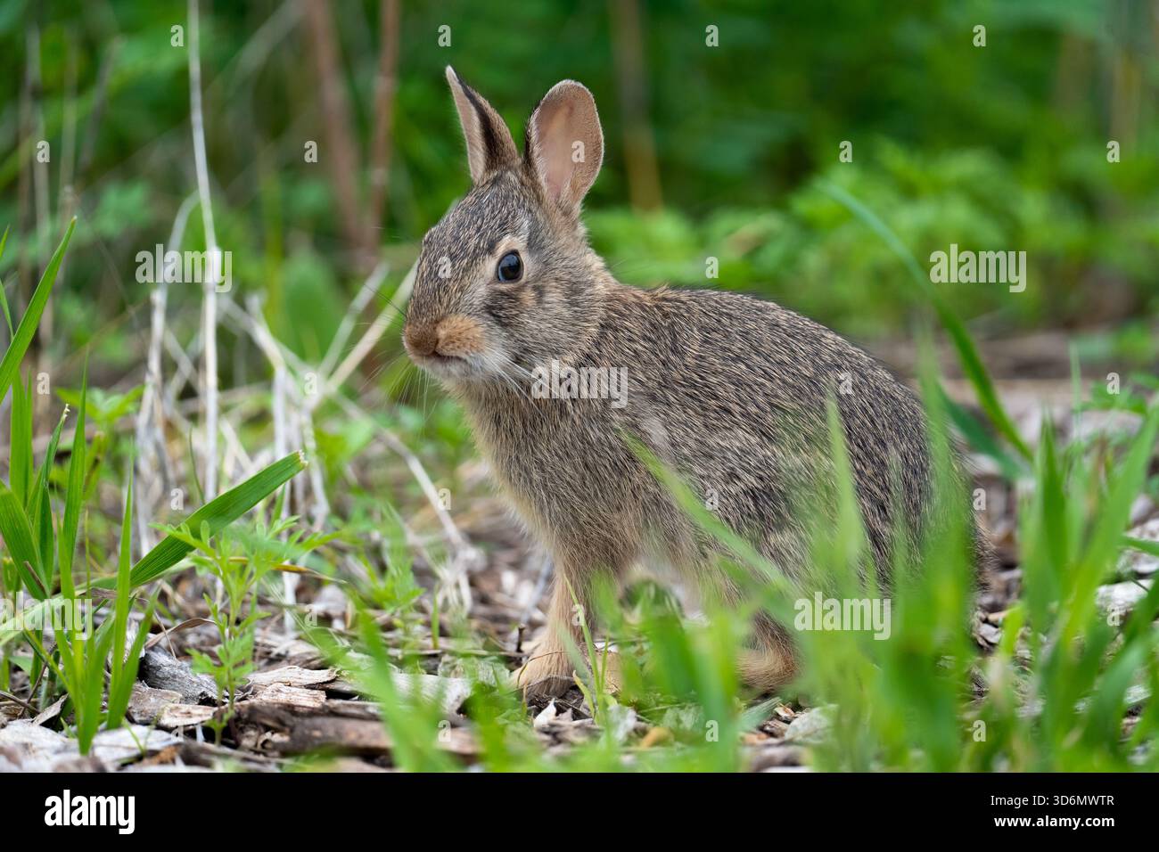 Small Brown Rabbit Sitting in Grass Stock Photo