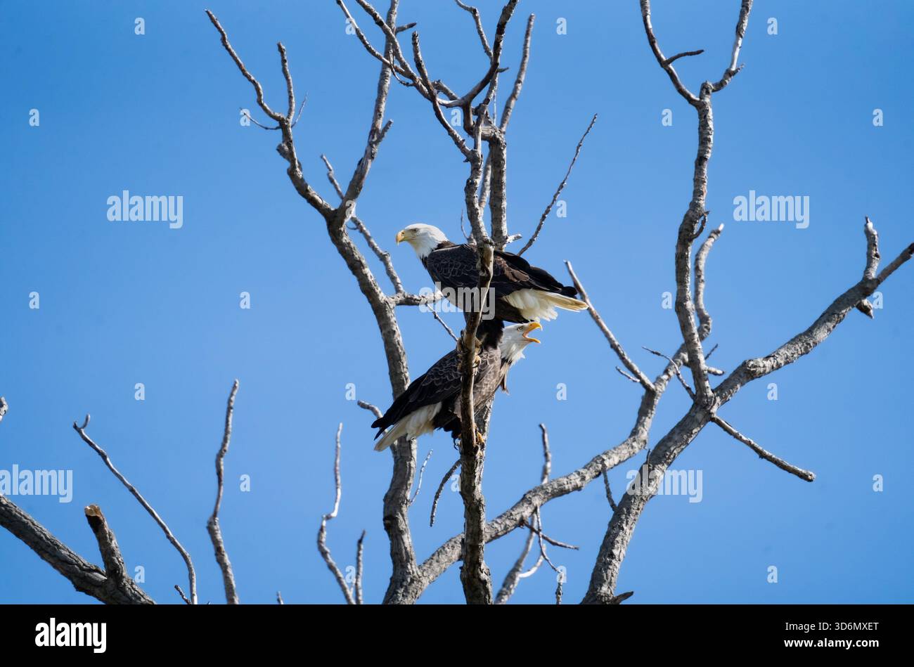 Bald Eagles Perched in Sunlit Tree Against Bright Blue Sky Stock Photo