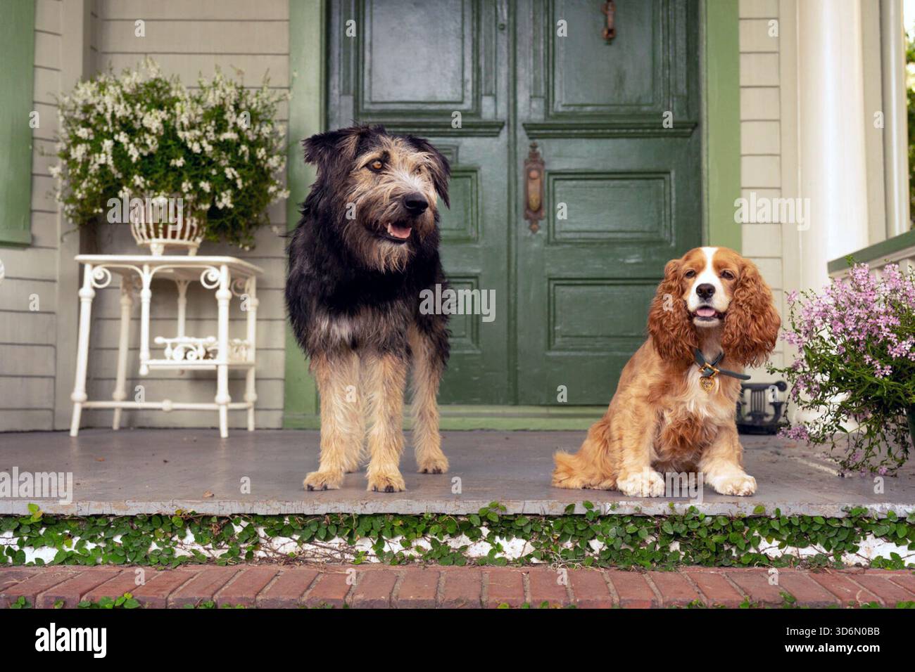 The lady and the tramp 2019 hi-res stock photography and images