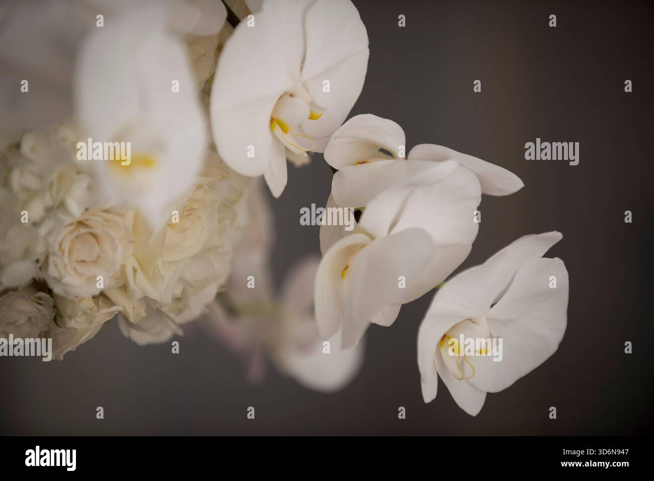 White Orchids and Roses in Elegant Floral Close-Up Stock Photo
