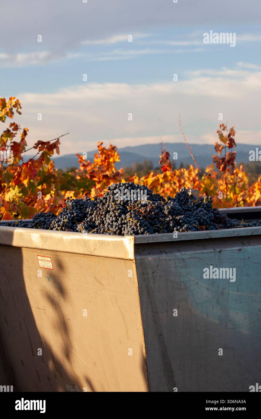 Red grapes in grape bin after being hand harvested on a fall morning Stock Photo