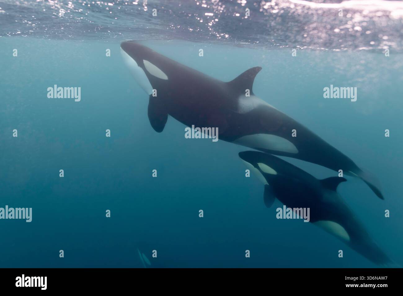 Two orcas rising toward the shimmering Arctic surface Stock Photo - Alamy