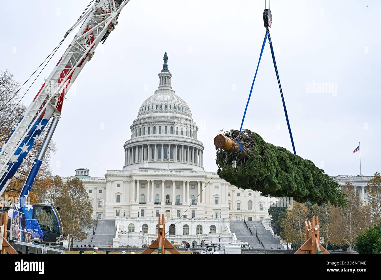 The 2025 U.S. Capitol Christmas tree is lifted from a truck upon its ...