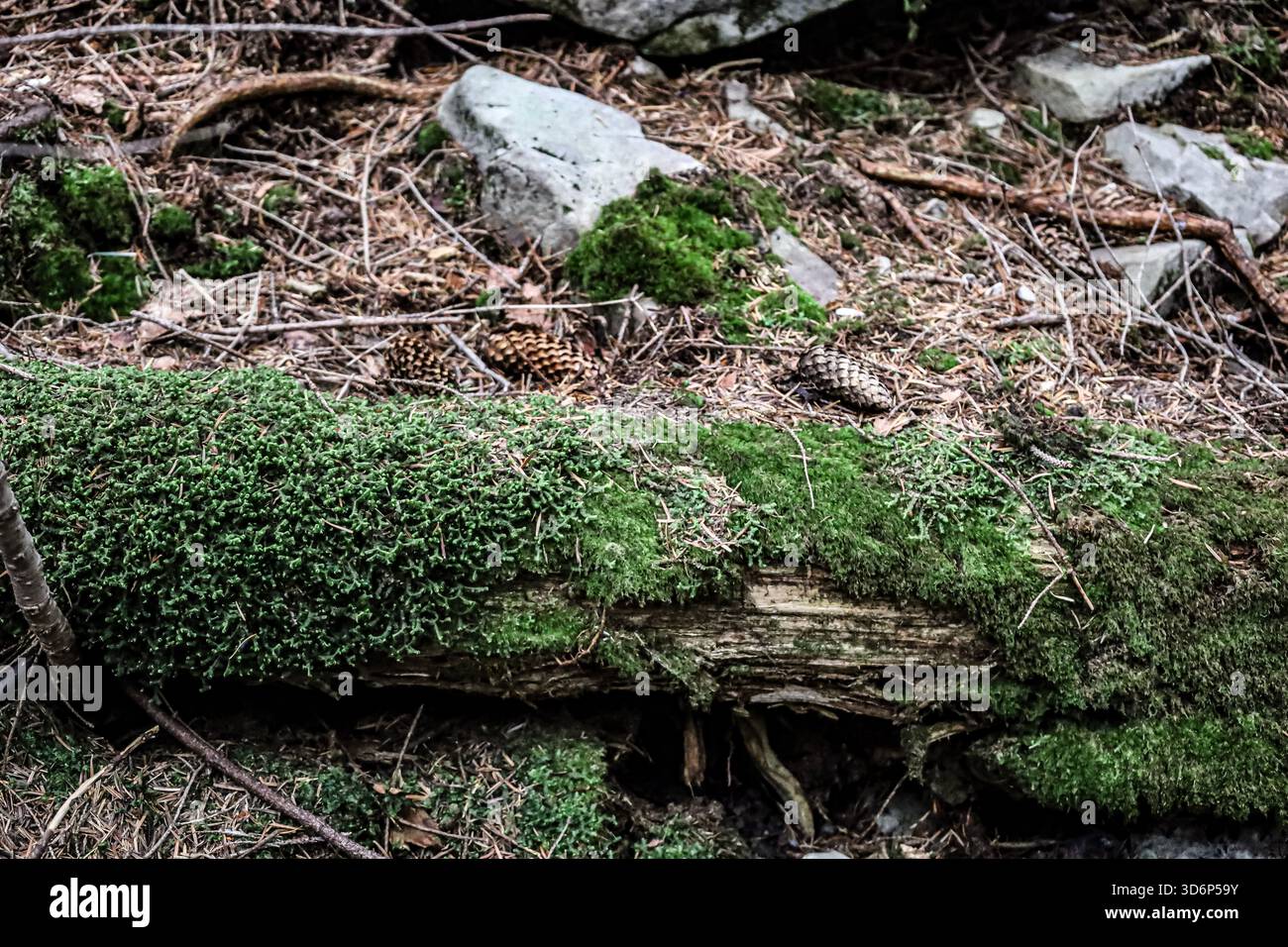 Old wooden log on forest floor covered with dense green moss, surrounded by branches, twigs, and pine cones. Stock Photo