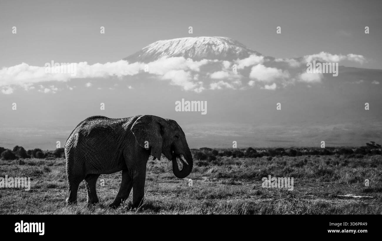 Kilimanjaro kenya africa Black and White Stock Photos & Images - Alamy