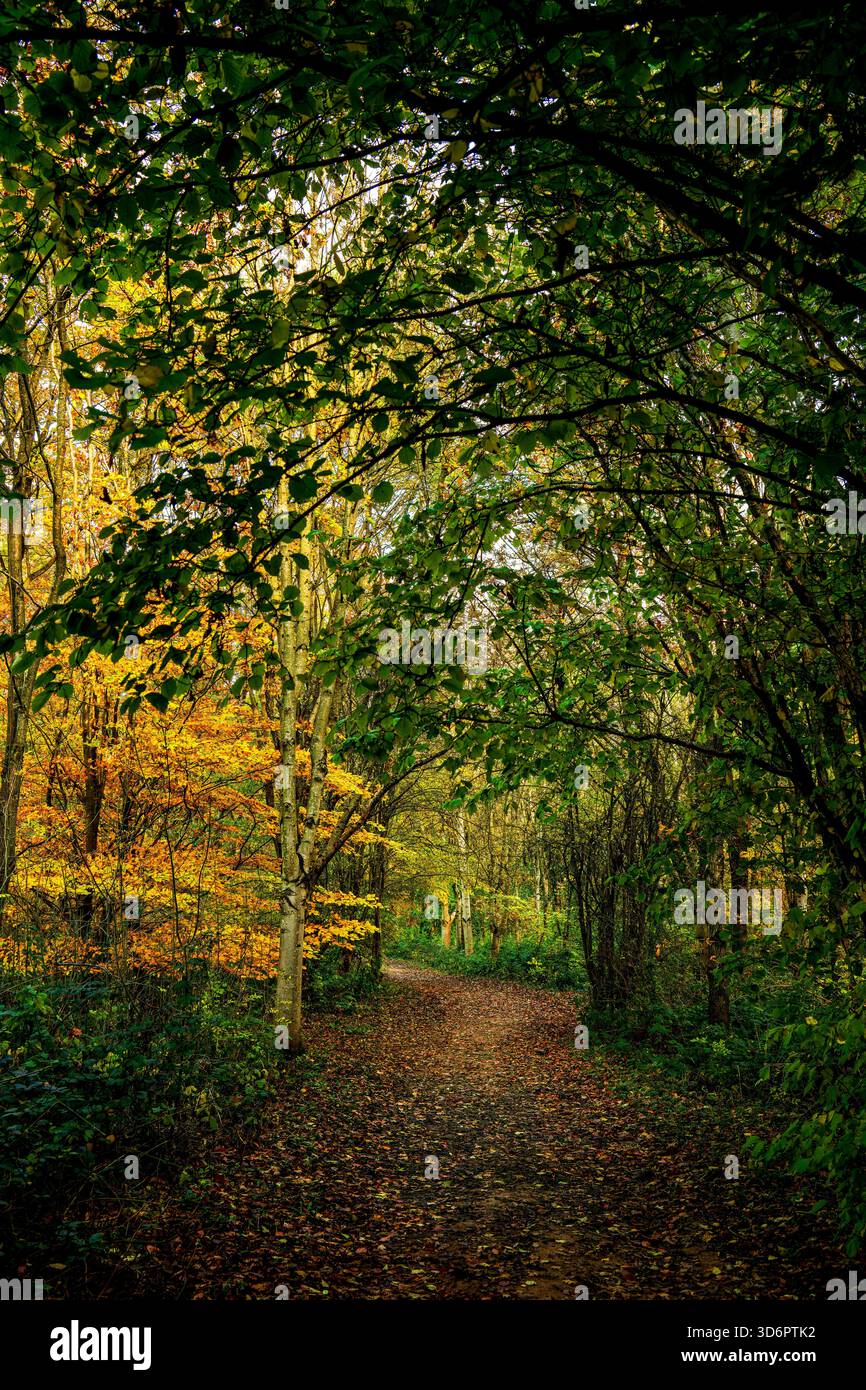 Woodland trail with tree canopy hi-res stock photography and images - Alamy