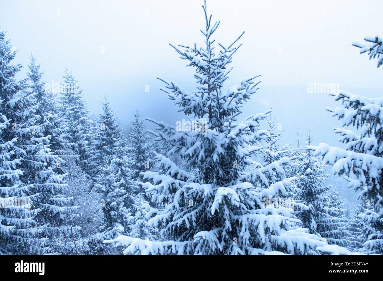 Heavy snowfall over fir tree hi-res stock photography and images - Alamy