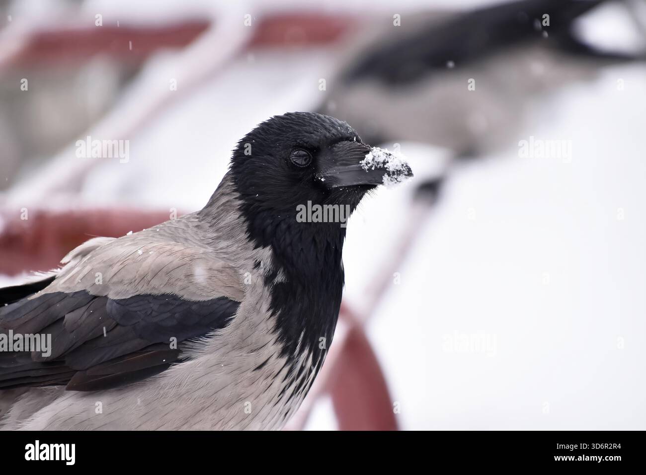 One hooded crow perching on a red metal bar, watching surroundings ...