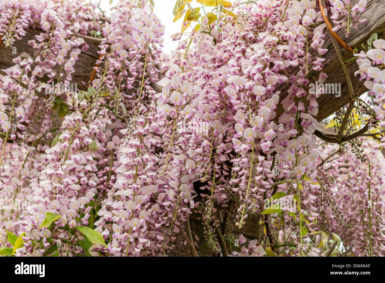 Wisteria floribunda honbeni hi-res stock photography and images - Alamy
