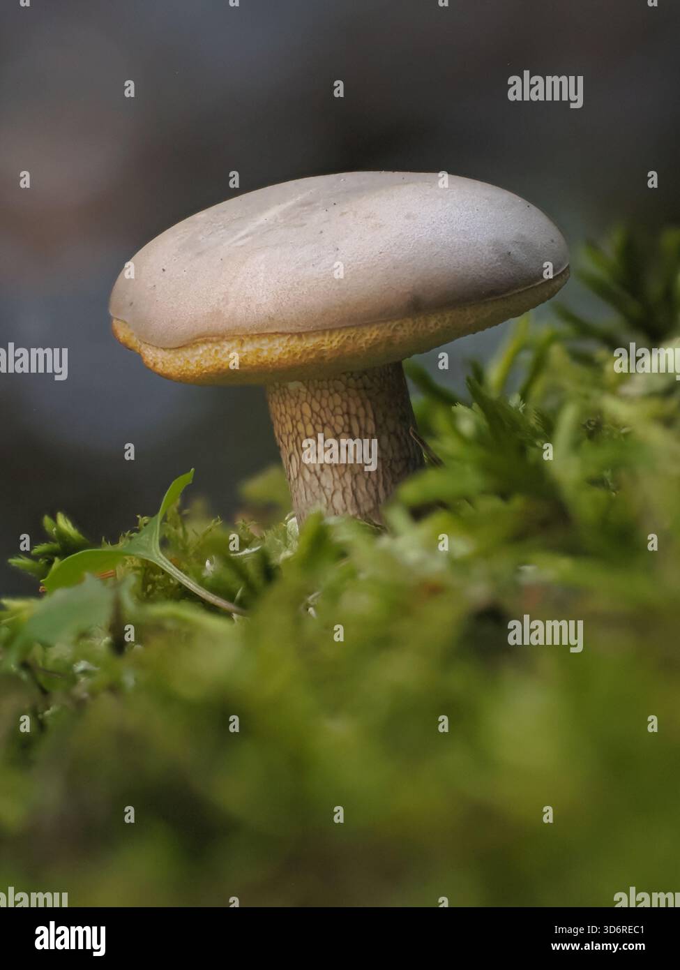 Close up of a peppery bolete fungus photographed with a shallow depth of field in a forest in Maine. Stock Photo