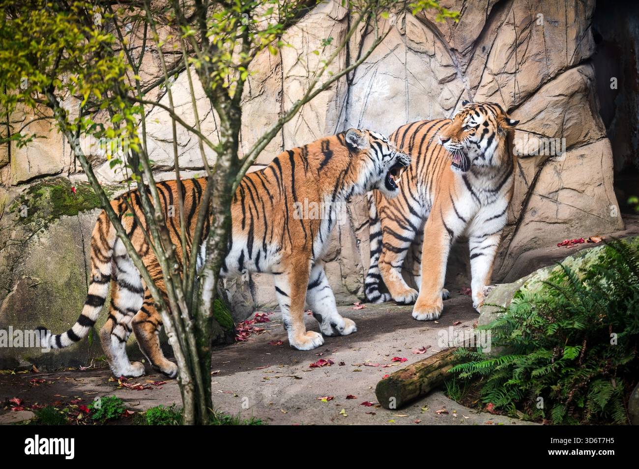 Two tigers growl at each other at the Oregon Zoo.  Portland OR, USA. Stock Photo