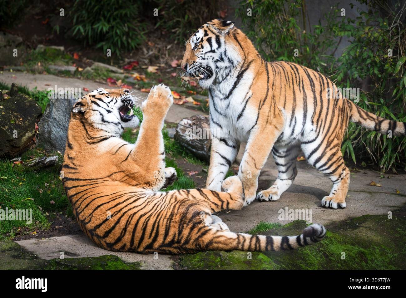 Two tigers growl at each other at the Oregon Zoo.  Portland OR, USA. Stock Photo