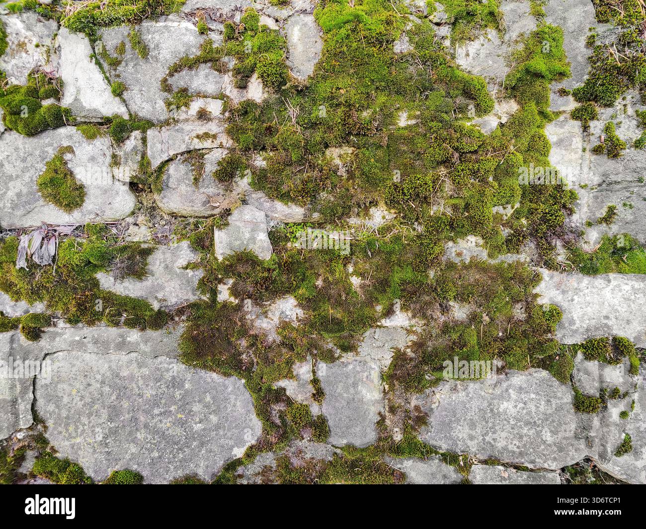 Old stone wall with green moss. Background for design. Full frame. Copy space. Stock Photo