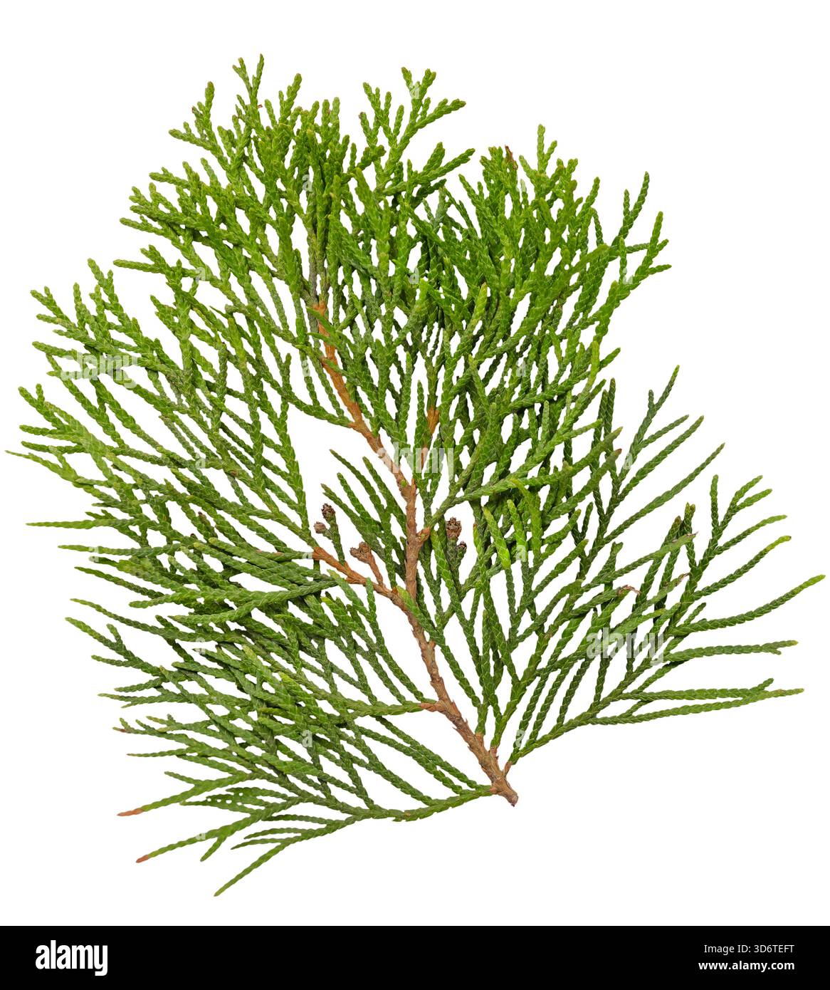 Evergreen conifer sprig isolated on white background Stock Photo