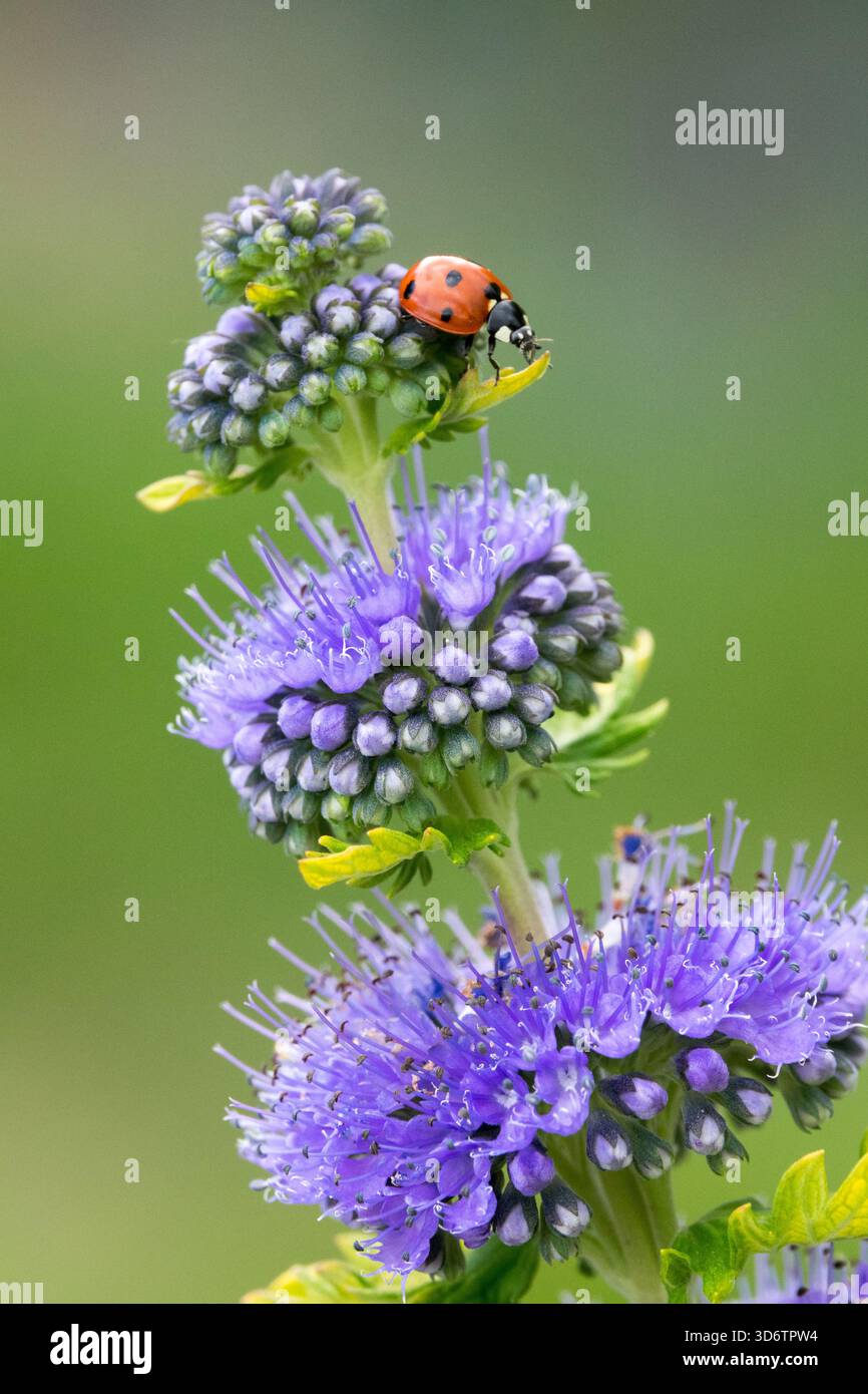 The hint for red october hi-res stock photography and images - Alamy