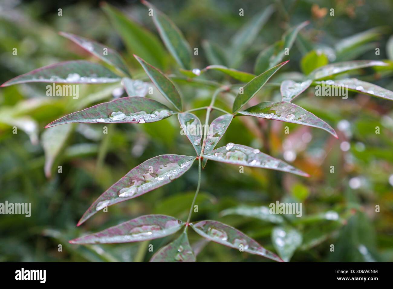 Interesting Info About Winter Drizzle Plant