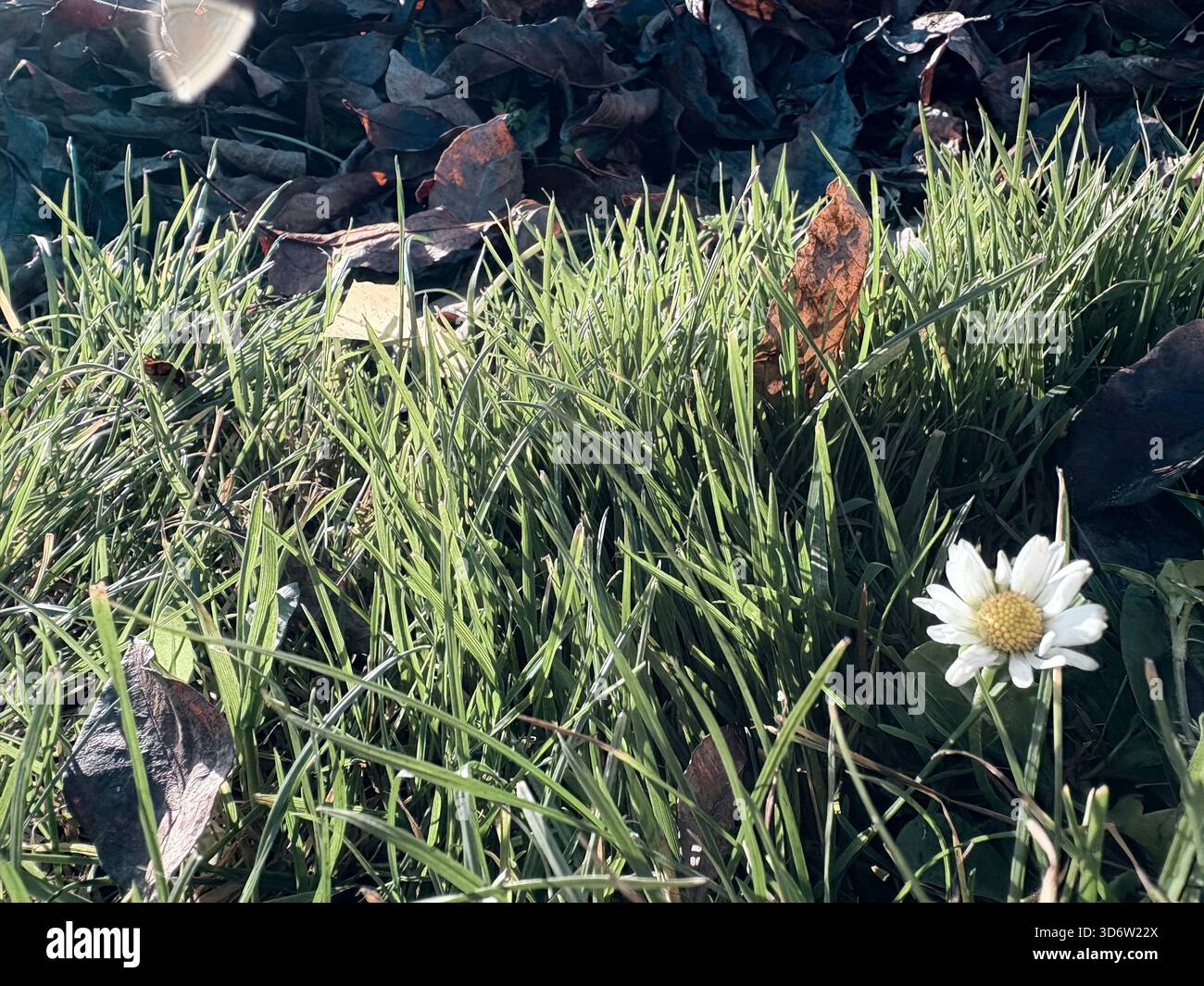 Single white daisy blooming in green grass with scattered autumn leaves, close-up seasonal view. - Smartphone Captured Stock Image