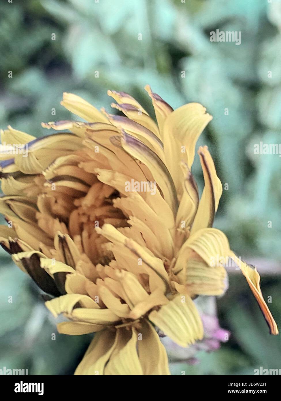 Yellow dandelion flower partially open, showing inner structure, close-up with blurred green background. - Smartphone Captured Stock Image