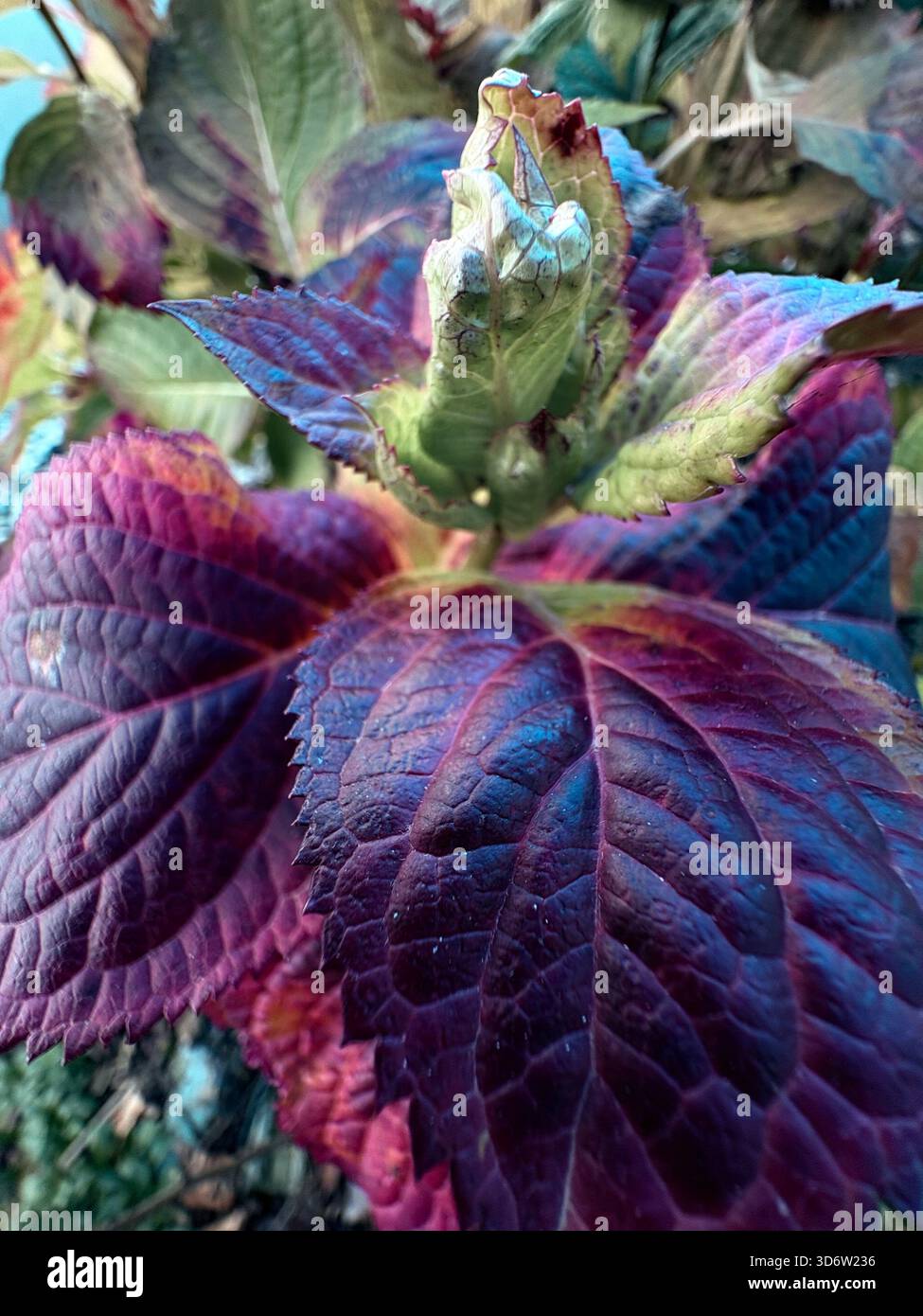 Purple-green textured leaves with central green bud emerging from leaf cluster, close-up garden view. - Smartphone Captured Stock Image