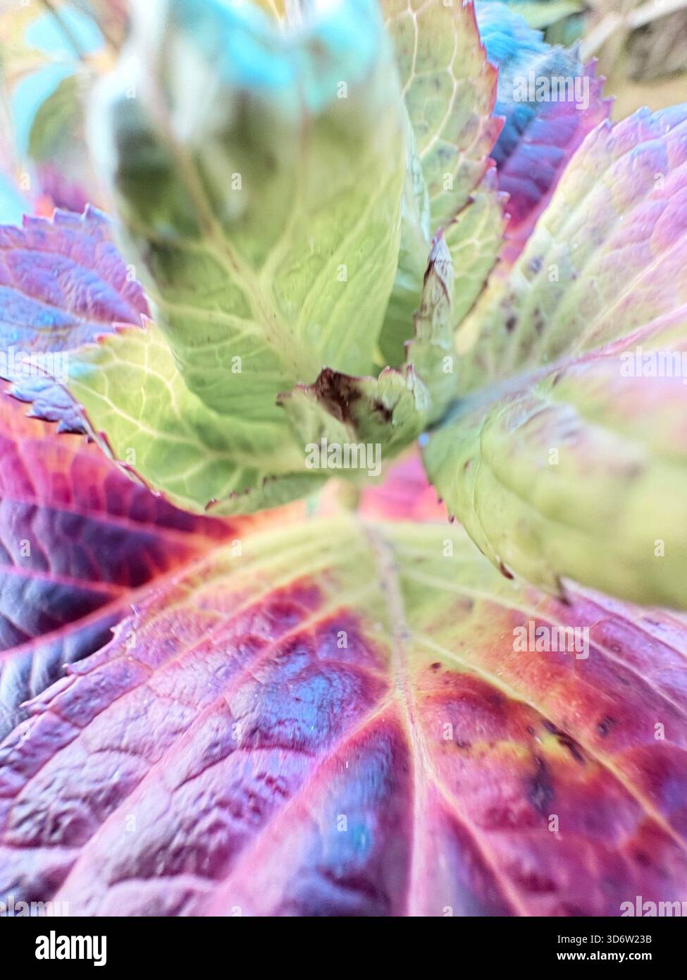 Plant with vibrant multicolored leaves in shades of green, purple, red, and blue, close-up view. - Smartphone Captured Stock Image