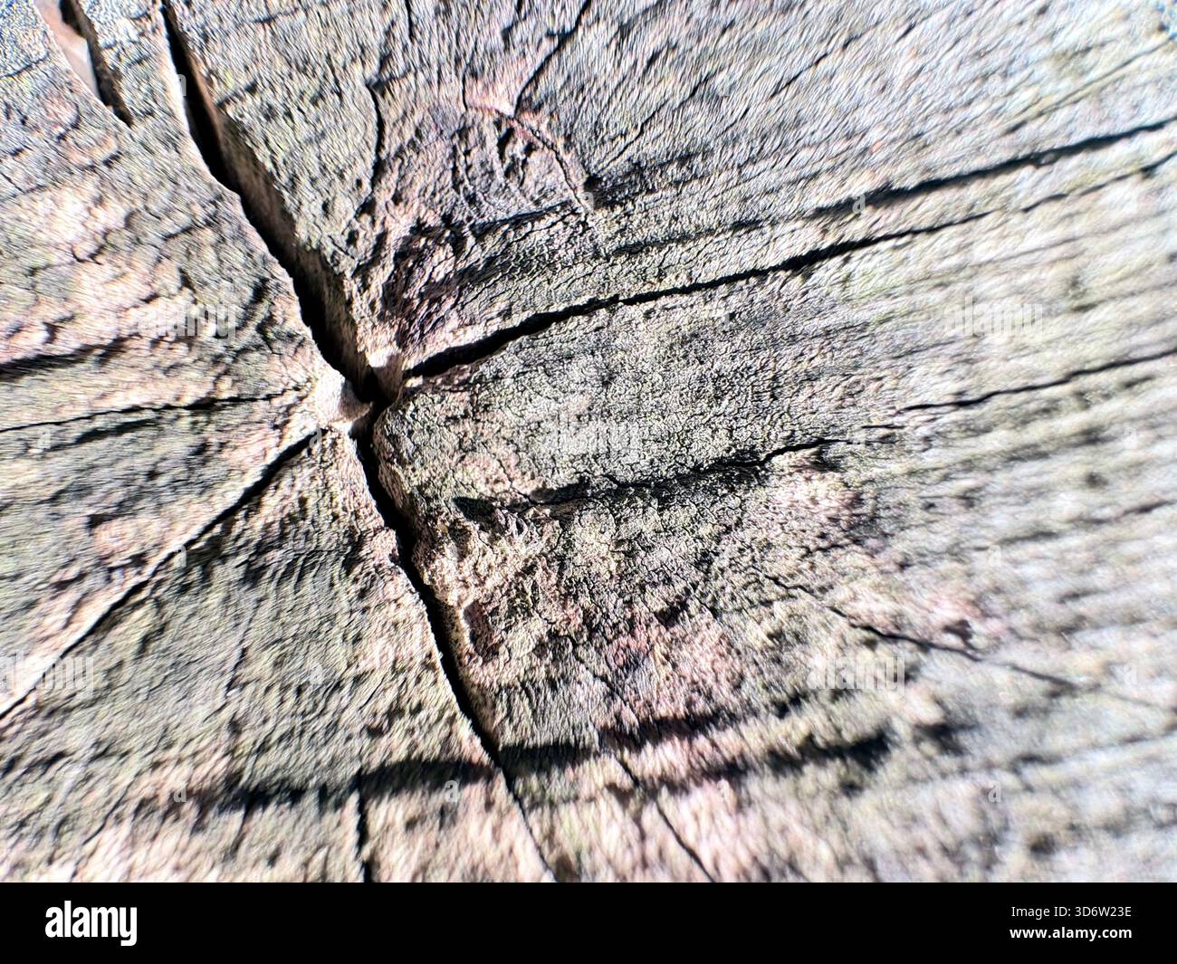 Cracked wooden surface with radial grain and aged texture, close-up view of tree stump or timber. - Smartphone Captured Stock Image
