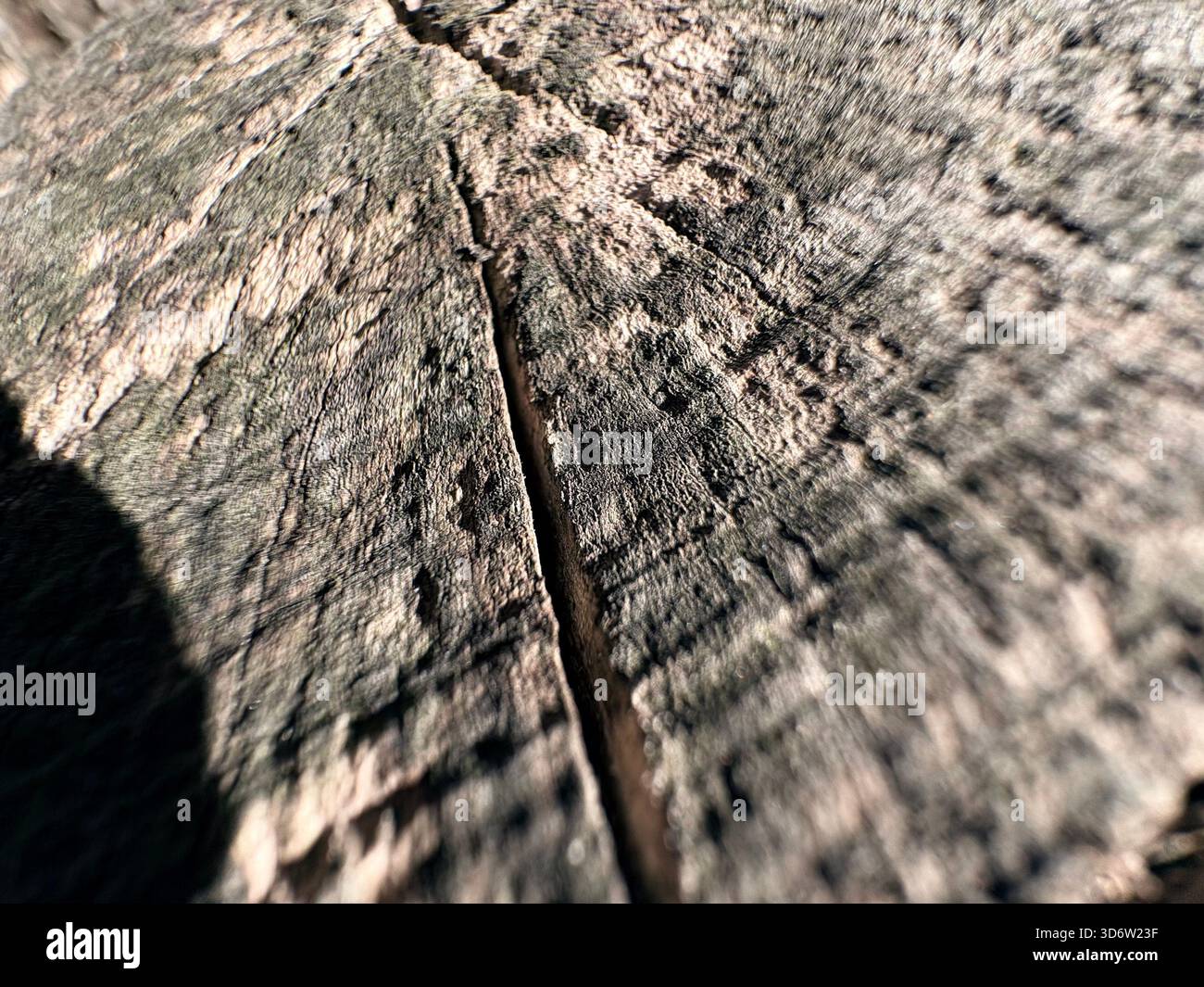 Weathered wood surface with radial cracks and grain texture, close-up view of tree stump. - Smartphone Captured Stock Image