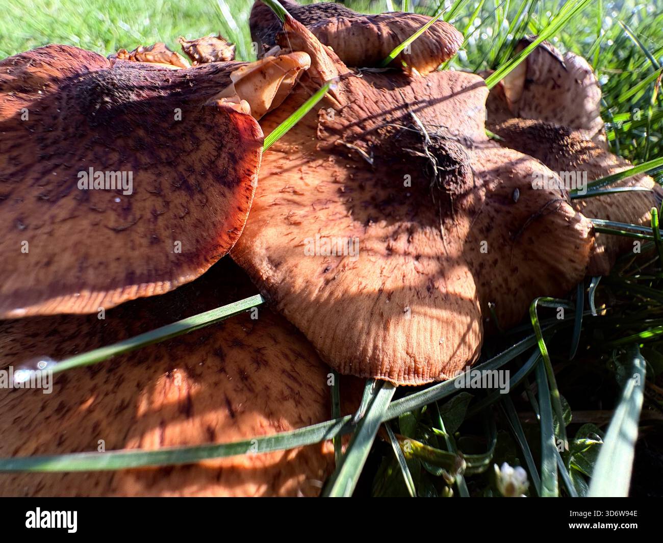 Cluster of brown mushrooms with dark spots and curled edges growing in grassy area, close-up. - Smartphone Captured Stock Image